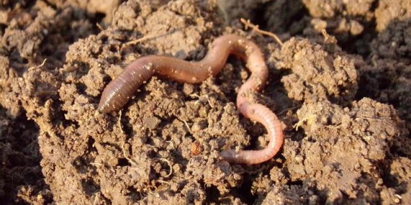 Uji anti bakteri pada cacing tanah (lumbricus rubellus) terhadap pertumbuhan bakteri salmo