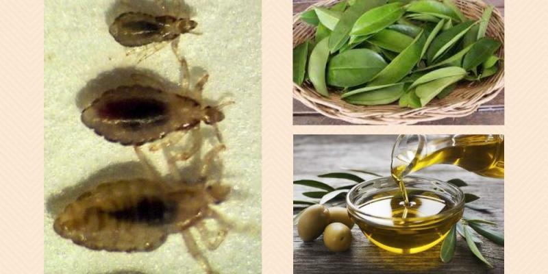 Uji Potensi Ekstrak Daun Sirsak (Annona muricata linn) Dengan Minyak Zaitun Untuk Melihat Daya Bunuh Kutu Rambut (Pediculus humanus capitis)