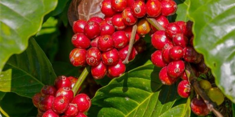 UJI DAYA HAMBAT EKSTRAK KULIT BUAH KOPI ROBUSTA (Coffea canephora) TERHADAP PERTUMBUHAN BAKTERI Staphylococcus aureus