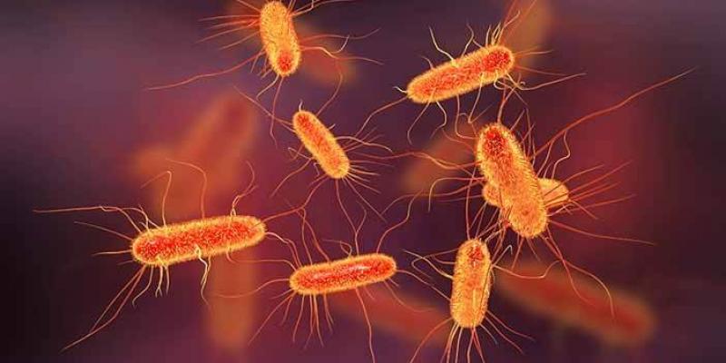 DETEKSI ESCHERICHIA COLI DAN APM COLIFORM PADA KEKEAN CURAH