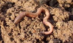 Uji anti bakteri pada cacing tanah (lumbricus rubellus) terhadap pertumbuhan bakteri salmo