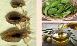 Uji Potensi Ekstrak Daun Sirsak (Annona muricata linn) Dengan Minyak Zaitun Untuk Melihat Daya Bunuh Kutu Rambut (Pediculus humanus capitis)
