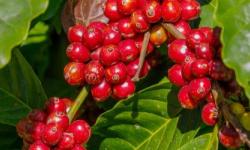 UJI DAYA HAMBAT EKSTRAK KULIT BUAH KOPI ROBUSTA (Coffea canephora) TERHADAP PERTUMBUHAN BAKTERI Staphylococcus aureus